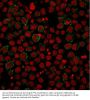 Anti-CD86 (Dendritic Cells Maturation Marker) Monoclonal Antibody