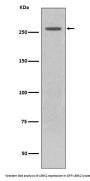 Anti-LRRK2 Rabbit Monoclonal Antibody