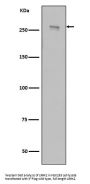 Anti-LRRK2 Rabbit Monoclonal Antibody