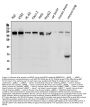 Anti-BRG1 SMARCA4 Antibody Picoband® (monoclonal, 3F4)