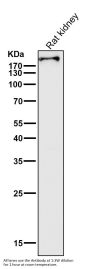 Anti-BRG1 Rabbit Monoclonal Antibody