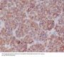 Anti-TNFAIP3/A20 Rabbit Monoclonal Antibody