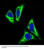 Anti-TNFAIP3/A20 Rabbit Monoclonal Antibody