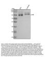 Anti-AhR Rabbit Monoclonal Antibody