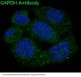 Anti-GAPDH Rabbit Monoclonal Antibody