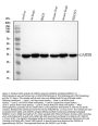 Anti-GAPDH Rabbit Monoclonal Antibody