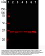 Anti-Glyceraldehyde 3-Phosphate Dehydrogenase [GAPDH] Monoclonal Antibody