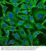 Anti-Glyceraldehyde 3-Phosphate Dehydrogenase [GAPDH] Monoclonal Antibody