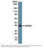 Anti-GAPDH Rabbit Monoclonal Antibody, Clone#RM114