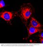 Anti-GAPDH Rabbit Monoclonal Antibody, Clone#RM114