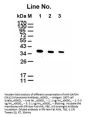 Anti-GAPDH Antibody (monoclonal, 5A12)