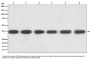 Anti-GAPDH Rabbit Monoclonal Antibody