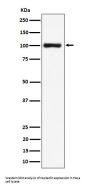 Anti-Nucleolin Rabbit Monoclonal Antibody