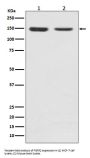 Anti-FGFR2 Rabbit Monoclonal Antibody
