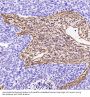 Anti-Vimentin Rabbit Monoclonal Antibody