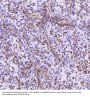 Anti-Vimentin Rabbit Monoclonal Antibody