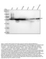 Anti-Vimentin Rabbit Monoclonal Antibody