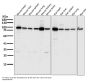 Anti-PGC1 alpha PPARGC1A Rabbit Monoclonal Antibody