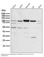 Anti-PGC1 alpha PPARGC1A Rabbit Monoclonal Antibody