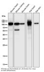 Anti-PGC1 alpha PPARGC1A Rabbit Monoclonal Antibody