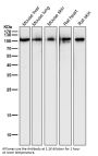 Anti-PGC1 alpha PPARGC1A Rabbit Monoclonal Antibody