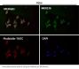 Anti-PGC1 alpha PPARGC1A Rabbit Monoclonal Antibody