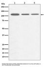 Anti-PGC1 alpha PPARGC1A Rabbit Monoclonal Antibody