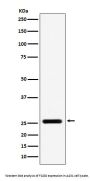 Anti-FADD Monoclonal Antibody