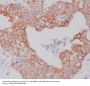 Anti-ATG5/Apg5 Rabbit Monoclonal Antibody