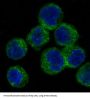 Anti-ATG5/Apg5 Rabbit Monoclonal Antibody