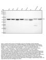 Anti-ATG5/Apg5 Rabbit Monoclonal Antibody