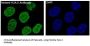 Anti-Histone H2A.X H2AFX Rabbit Monoclonal Antibody