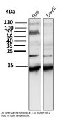 Anti-Histone H2A.X H2AFX Rabbit Monoclonal Antibody