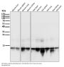 Anti-Histone H2A.X H2AFX Rabbit Monoclonal Antibody