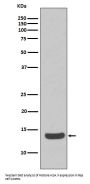 Anti-Histone H2A.X H2AFX Rabbit Monoclonal Antibody