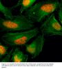 Anti-Histone H2AX H2AFX Rabbit Monoclonal Antibody, Clone#RM214