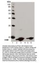Anti-PSer 139 Histone H2AX H2AFX Antibody (Monoclonal, 9F3)