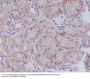 Anti-CD147 BSG Rabbit Monoclonal Antibody