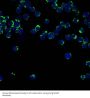 Anti-CD147 BSG Rabbit Monoclonal Antibody