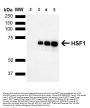 Anti-HSF1 Monoclonal Antibody