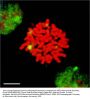 Anti-HSF1 Monoclonal Antibody