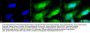 Anti-HSF1 Monoclonal Antibody