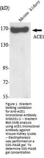 Anti-ACE1 Monoclonal Antibody