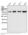 Anti-FoxO3a Rabbit Monoclonal Antibody