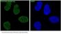 Anti-FoxO3a Rabbit Monoclonal Antibody