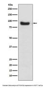 Anti-FoxO3a Rabbit Monoclonal Antibody