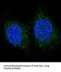 Anti-FoxO3a Rabbit Monoclonal Antibody