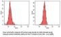 Anti-HO-1 Monoclonal Antibody (HO-1-2)