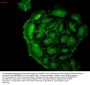 Anti-HO-1 Monoclonal Antibody
