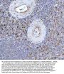 Anti-Heme Oxygenase 1 HMOX1 Rabbit Monoclonal Antibody